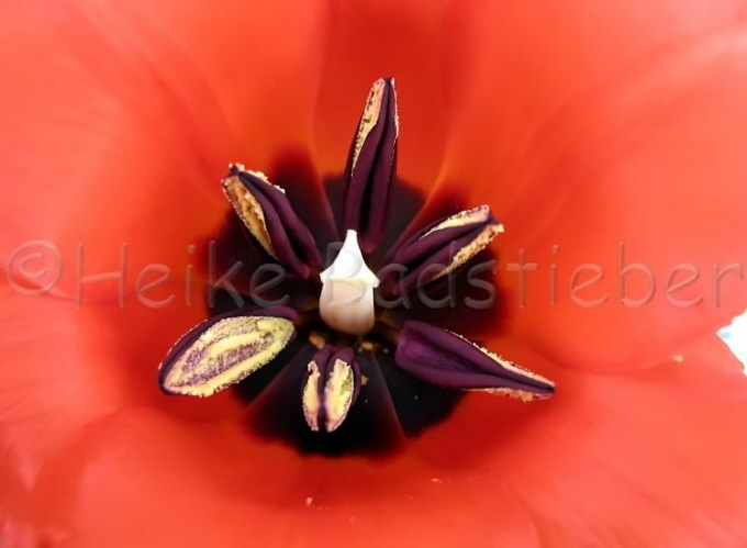 120_Tulpe