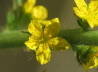 122_Odermennig_Agrimonia eupatoria