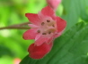 122_Purpurglckchen_Heuchera sanguinea 'Splendens'