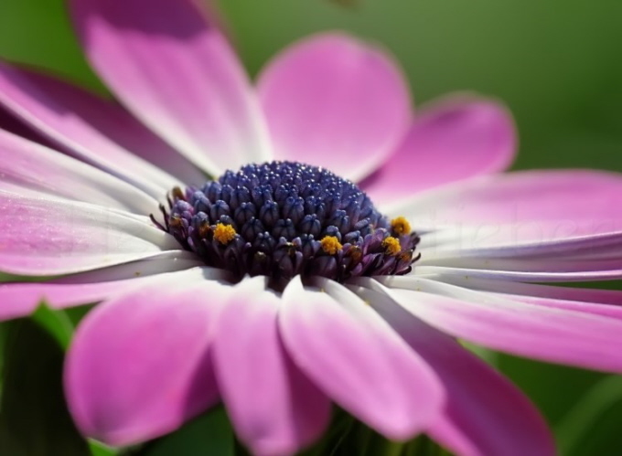 123_Kapkrbchen_Osteospermum