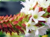 123_Orchideenprimel_Primula vialii