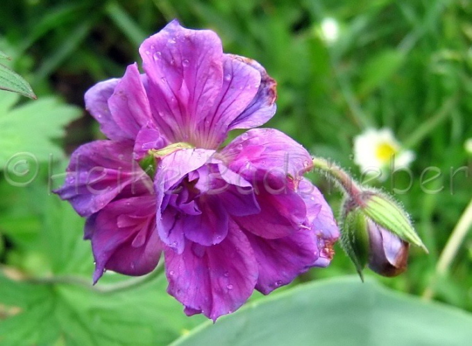 124_Himalaja-Storchschnabel_Blaue Birch Double _Geranium himalayense