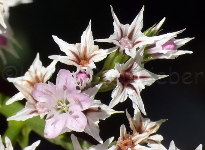 124_Strandflieder_Limonium latifolium