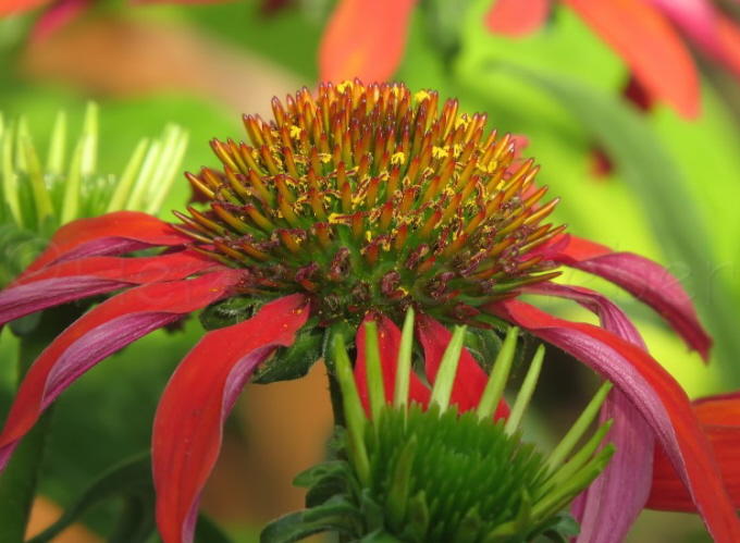 125_Sonnenhut_Echinacea purpurea_Cheyenne Spirit