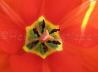 127_Tulpe