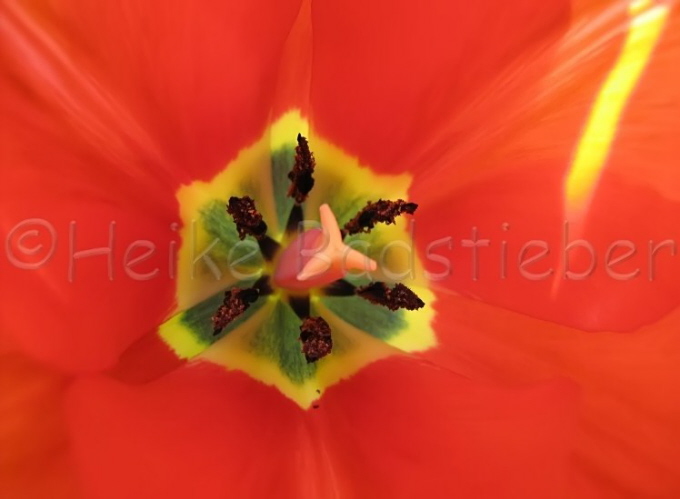 127_Tulpe