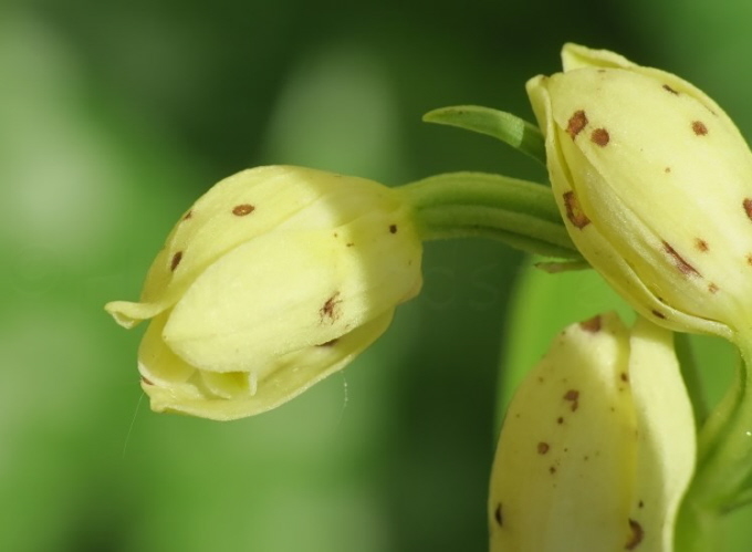 128_Weie Waldvglein_Cephalanthera damasonium