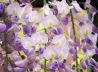 129_Blauregen_Wisteria