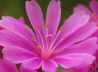 12_Bitterwurz_Lewisia