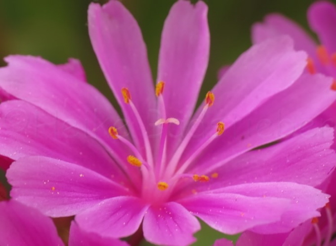 12_Bitterwurz_Lewisia