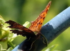 12_C-Falter_Polygonia c-album