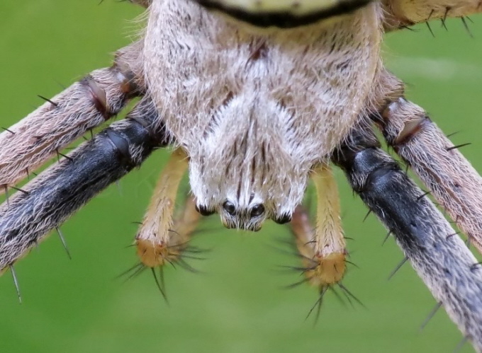 12_Wespenspinne_Weibchen_Argiope bruennichi