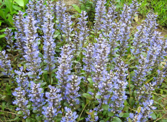 13_Kriechende Gnsel_Ajuga reptans