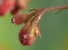 13_Purpurglckchen_Heuchera sanguinea 'Splendens'