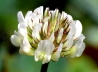 14_Wei-Klee_Trifolium repens