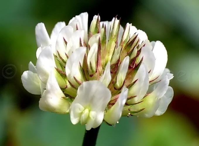 14_Wei-Klee_Trifolium repens