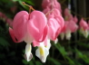 15_Trnendes Herz_Dicentra spectabilis