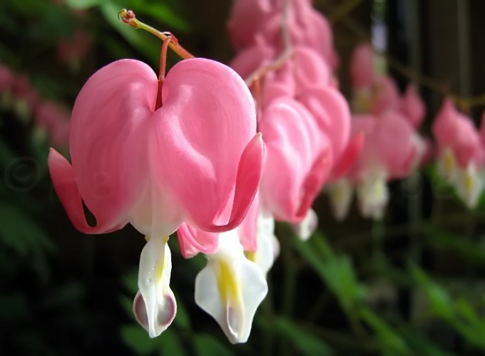 15_Trnendes Herz_Dicentra spectabilis