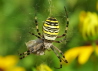 15_Wespenspinne_Weibchen_Argiope bruennichi