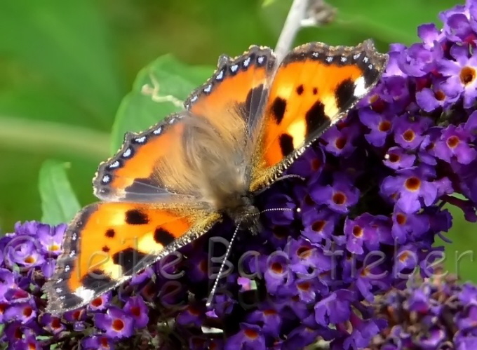 16_Kleiner Fuchs_Aglais urticae
