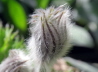 16_Kuhschelle_Pulsatilla vulgaris