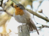 16_Rotkehlchen_Erithacus rubecula