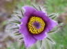 17_Kuhschelle_Pulsatilla vulgaris