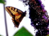17_Schwalbenschwanz_Papilio machaon