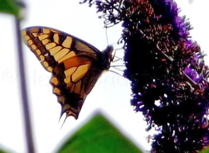 17_Schwalbenschwanz_Papilio machaon