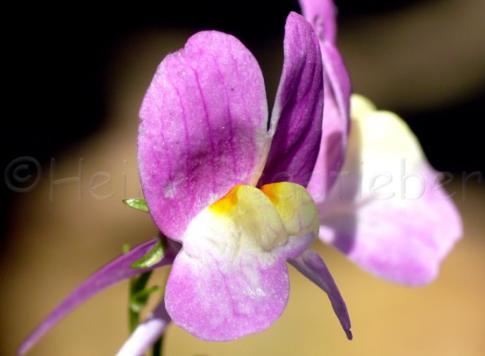 18_Leinkraut_Linaria maroccana