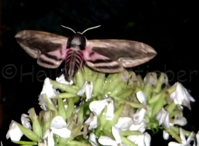 19_Ligusterschwrmer_Sphinx ligustri