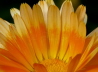 19_Ringelblume_Calendula officinalis