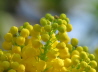 19_Wilde MahonienKnospen_Mahonia aquifolium