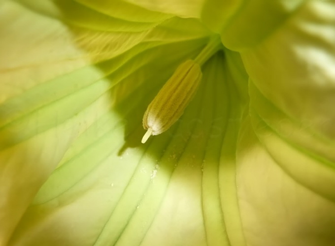 1_Engelstrompeten_Brugmansia