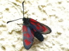 20_Beilfleck Rotwidderchen_Zygaena loti