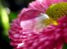 20_Bellis perennis