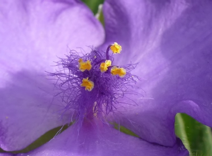 20_Dreimasterblume_Tradescantia andersoniana