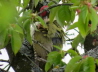 20_Grnspecht_Picus viridis