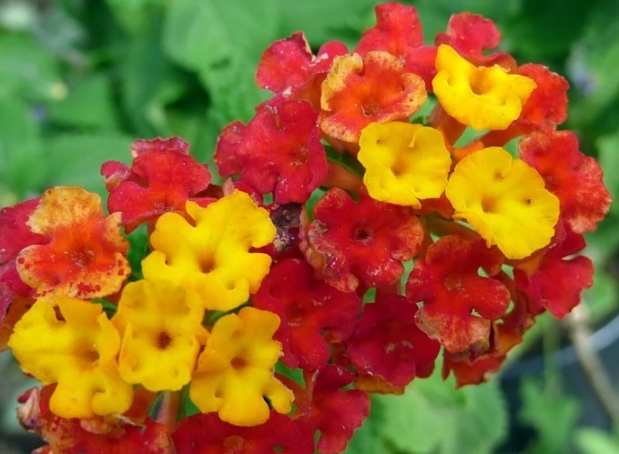 21_Wandelrschen_Lantana camara