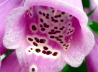 22_Fingerhut_Digitalis