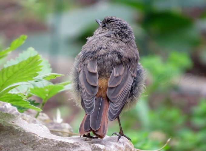 22_Hausrotschwanz_Phoenicurus ochruros