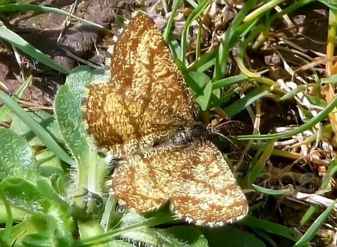 22_Heidespanner-Mnnchen_Ematurga atomaria