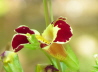 23_Gauklerblume_Mimulus tigrinus