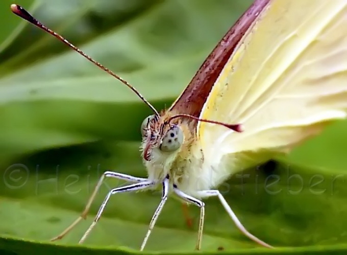 23_Kohlweiling_Pieris brassicae