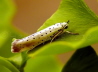 23_Pfaffenhtchen_Gespinstmotte_Yponomeuta cagnagella