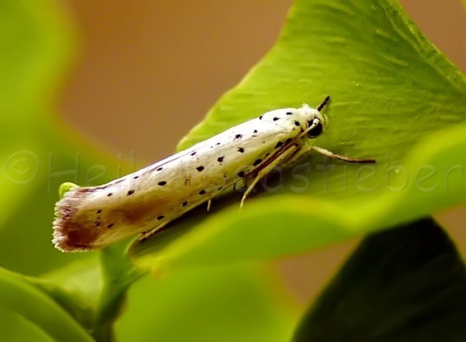 23_Pfaffenhtchen_Gespinstmotte_Yponomeuta cagnagella