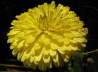 24_Gefllte Ringelblume_Calendula officinalis