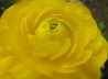 24_Ranunkel_Ranunculus asiaticus