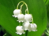 25_Maiglckchen_Convallaria majalis