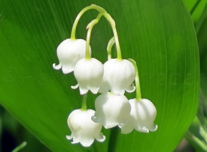 25_Maiglckchen_Convallaria majalis